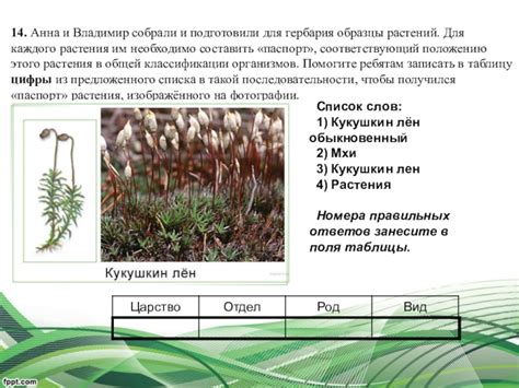 Выбор и подготовка растений для создания гербария