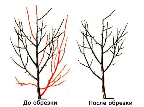 Выбор наиболее подходящего времени для обрезки сливы