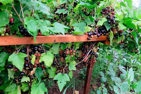 Выбор наилучшего места для смородины