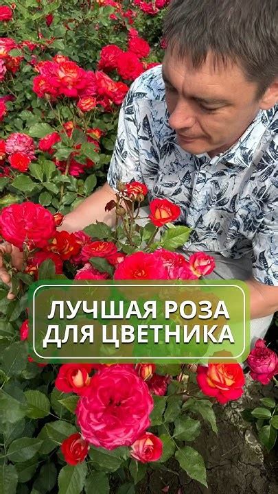 Выбор подходящего героя для вашего цветника
