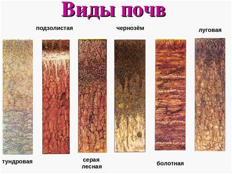 Выбор подходящего состава почвы для успешного выращивания растения