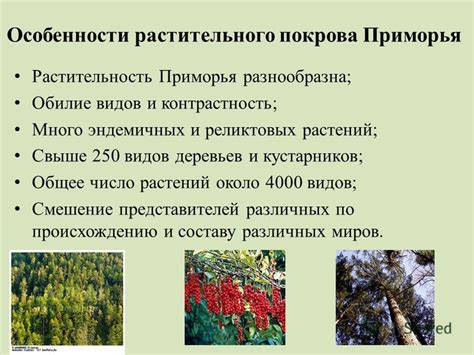 Выбор подходящих видов деревьев и процесс восстановления растительного покрова