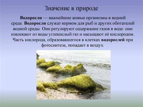 Динамика водных режимов и их воздействие на многообразие жизни в северных широтах