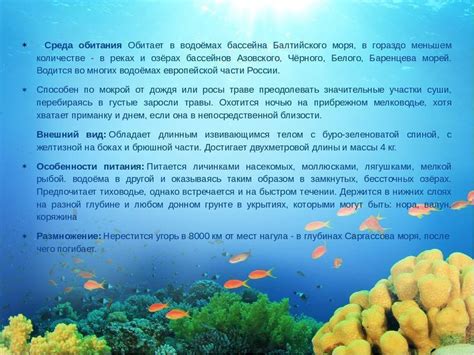 Жизненный цикл, ареал обитания, питание и поведение нерпы