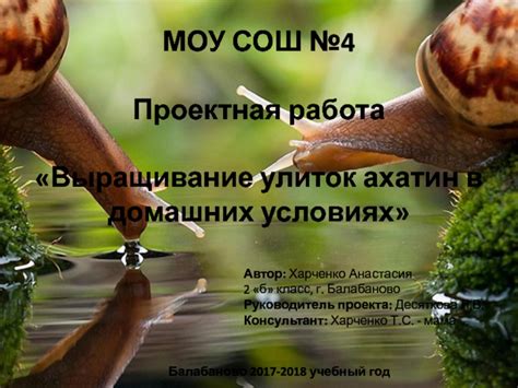 Заключение и советы по процедуре гигиены улиток ахатин в современных условиях водопроводной воды