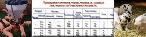 Закономерности и особенности кормления поросят заменителем материнского молока