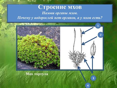 Захват и удержание влаги: роль ризоидов у водорослей и мхов