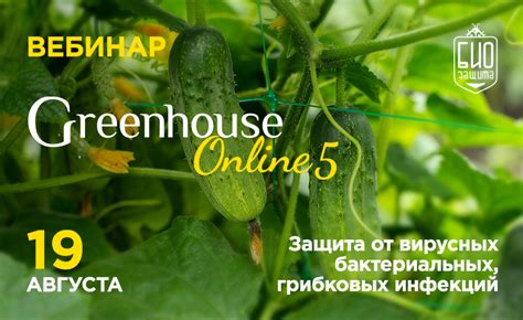 Защита клубней от грибковых и бактериальных инфекций