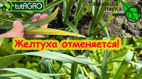 Защита растений от холода после перемещения в ноябре