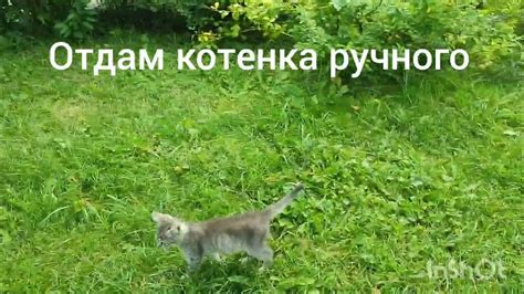 Значение раннего ручного обхождения для самоуверенности котенка