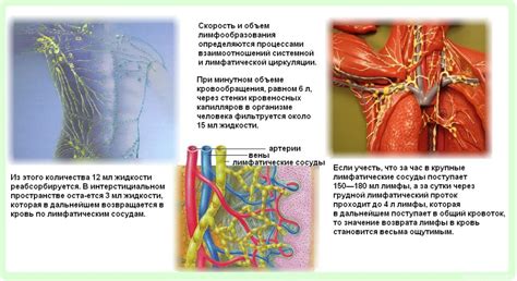 Значение филеров для нормальной функции лимфатической системы
