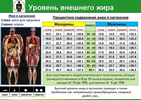 Интенсивные кардиотренировки для эффективного снижения процента жира в организме