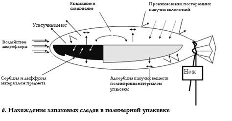 Использование запаховых следов для отыскания потерявшегося питомца