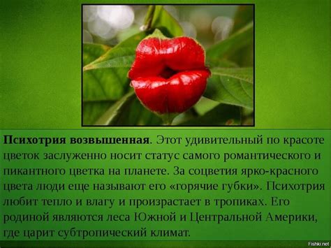 Использование эликсира для разведения необычных растений