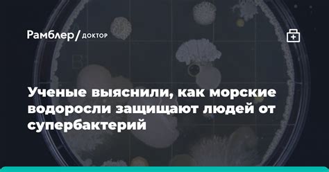Исследования о безопасности при употреблении водорослей в моллюсках