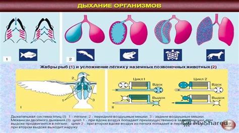 История эволюции скорой компьютерной томографии дыхательной системы