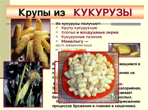 Как включение кукурузы в ужин способствует росту и развитию детей: особенности употребления