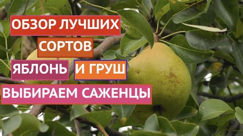 Круизный контрол: сочетаемые сорта груш и яблонь