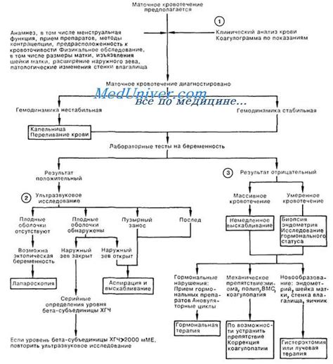 Механизмы действия крапивы на состояние при маточном кровотечении