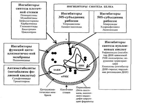 Механизм действия кристаллического антиперспиранта на бактерии