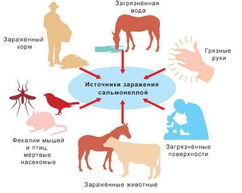 Механизм передачи сальмонеллеза от птицы к человеку