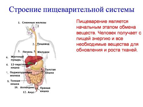 Механические повреждения пищеварительной системы