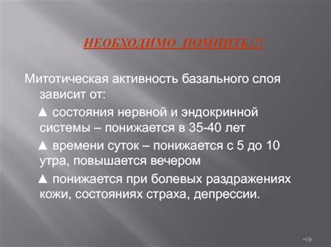 Митотическая активность и ее значение