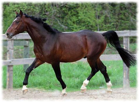 Наблюдайте за поведением и состоянием ганноверской лошади в Horse Haven
