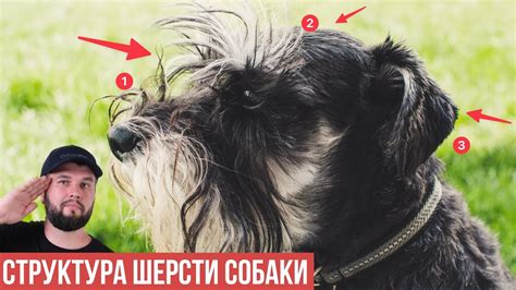На что обратить внимание при выборе уходовых средств для шерсти собаки