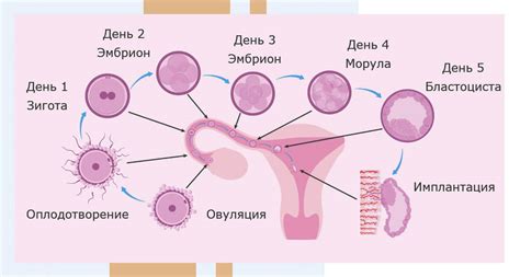 Невозможность оплодотворения яйцеклетки: причины и последствия