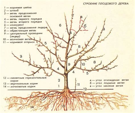 Необходимость подрезки и формирования кроны молодого яблоневого деревца