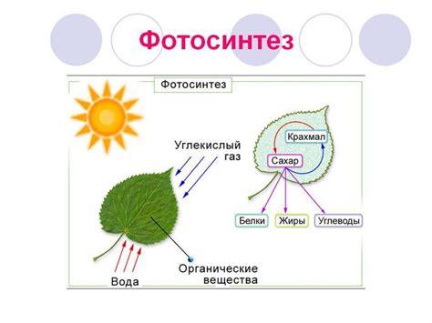 Необходимые условия для корректного осмотра головы
