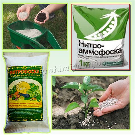 Нитрофоска: применение и эффект удобрения