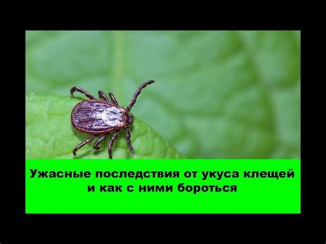 Опасность, которую представляют вирусы, передающиеся через укусы клещей