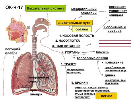 Опасность неподвижной слизи в органах дыхания
