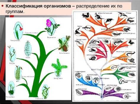 Описание и классификация примитивных организмов