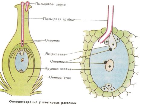 Описание растения и процесса высушивания