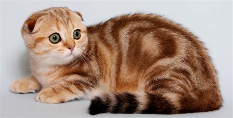 Описание уникальных черт шотландских кошек