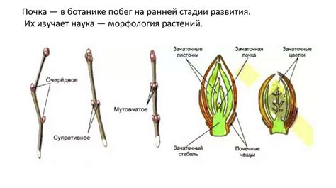 Описание явления синевы на стебле подбережовика