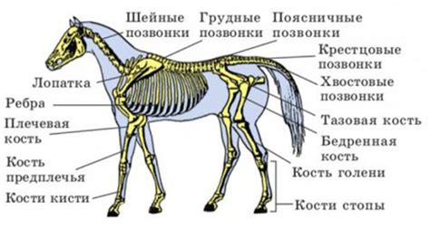 Определение габаритов головы лошади