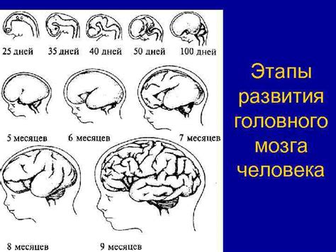 Определение степени развития мозга малыша