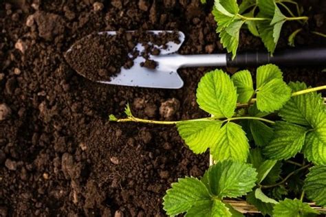 Оптимальные требования к почве для выращивания лобелии