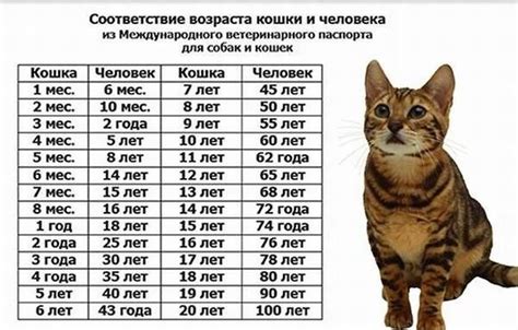 Оптимальный возраст и предварительные меры для адаптации кота к уличной жизни