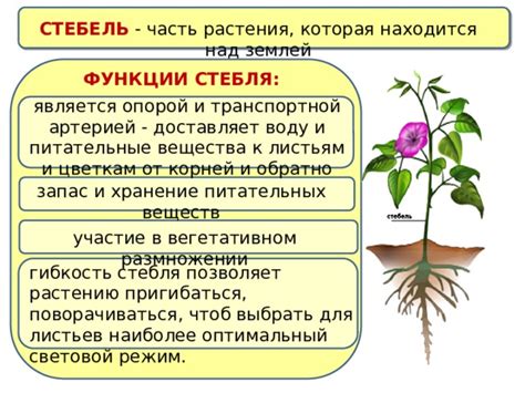 Оптимальный момент уборки растения для сохранения питательных веществ
