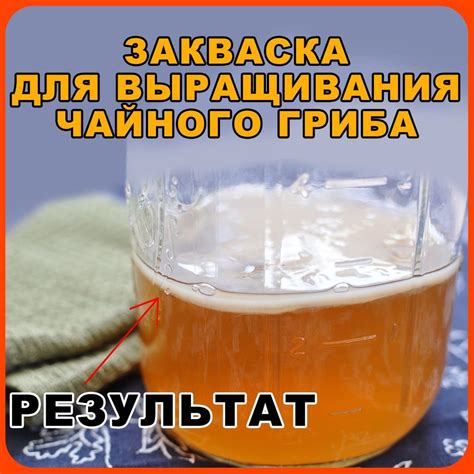 Оптимальный режим хранения и температура для сохранения свойств чайного гриба