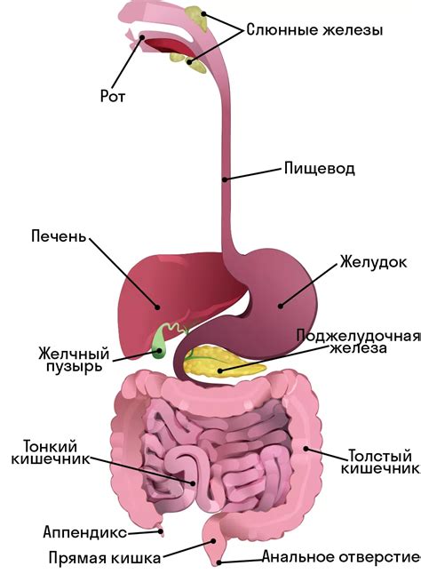 Органы пищеварительной системы: знания на практике