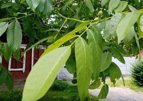 Орехи во дворе: древние приметы, неувядающая мудрость природы