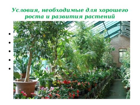 Освещение и влажность: важные условия для растения