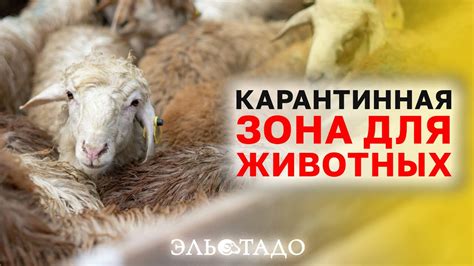 Освобождение пойманных куниц: правила безопасности и забота о животных