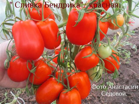 Основные компоненты исключительной "Помидорки"